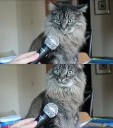 Interview Cat HD (1280x1446)