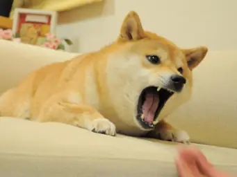 ANGRY DOGE