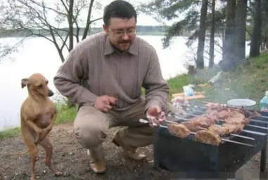 Dog Waiting for BBQ