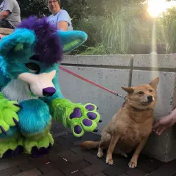 Dog afraid of furry