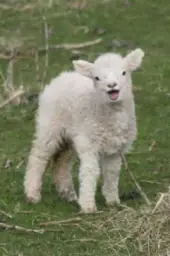 laughing lamb