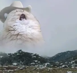 Country Roads Cat