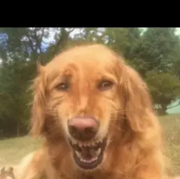 Fake Laugh Dog