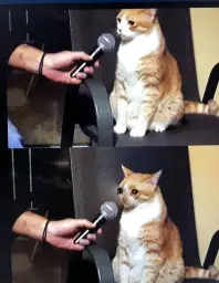 Cat interview crying