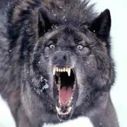 Angry Wolf