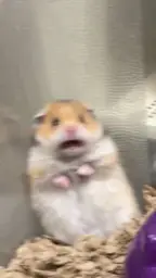 Surprised hamster