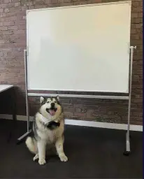 Presentation Dog