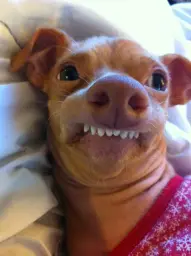 Overbite Dog