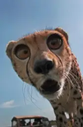 shocked cheetah