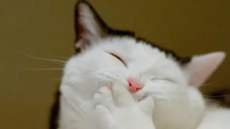 Laughing Cat