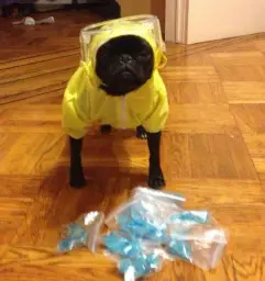 Breaking Bad Pug