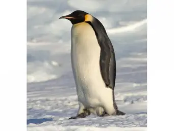 pinguino