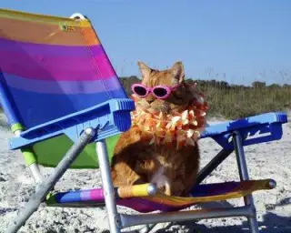 Beach Cat