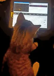 Cat with tablet router settings and linux commands line