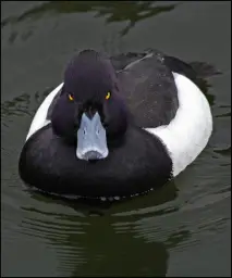 hi res angry advice mallard