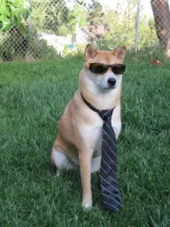 Business doge