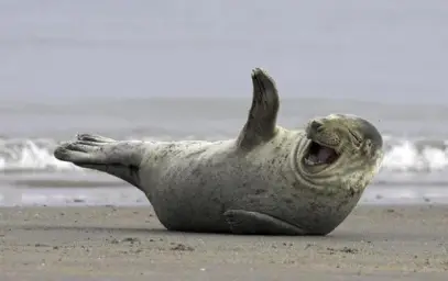 laughing seal