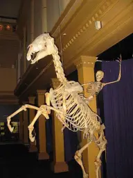 spooky horse and rider skeleton