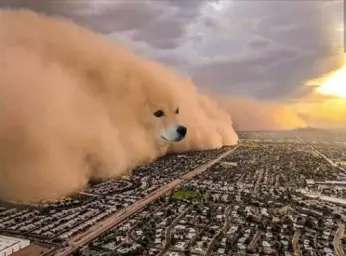 Dust Doge Storm