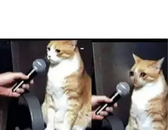 Crying Cat Interview Horizontal