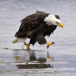 Angry Eagle