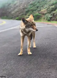 Road Coyote