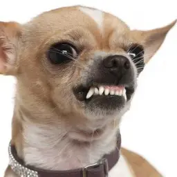 Angry chihuahua