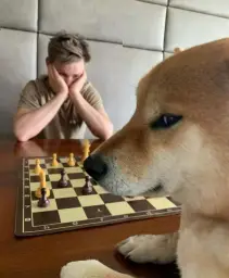 Doge playing chess