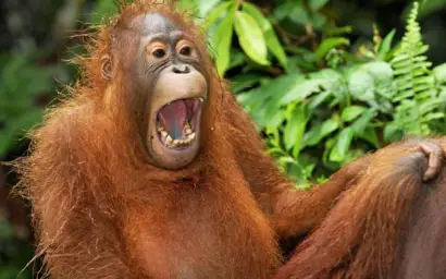 Laughing Animal