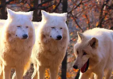 Grump Wolves