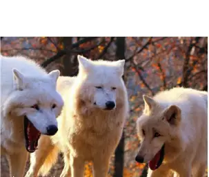 Laughing wolves