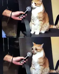 sad cat interviewed