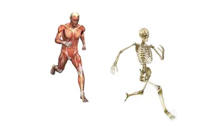 skeleton running from muscles