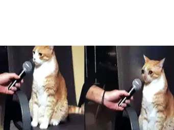 Interview with Mr. Cat