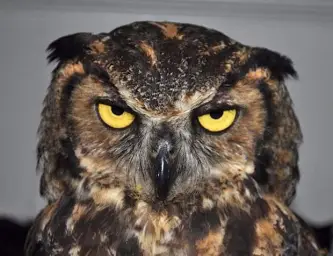 angry owl