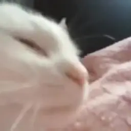 Bopping cat