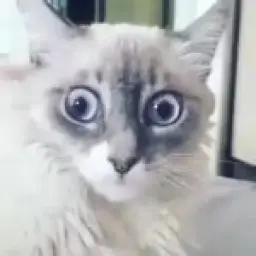 Shocked cat