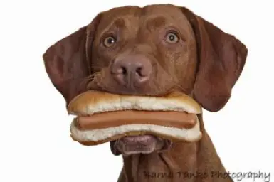 Dog eating hot dog