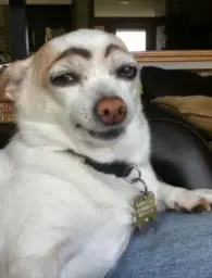 dog eyebrows