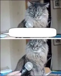 CAT SURPRISED BY INTERVIEW QUESTION MICROPHONE