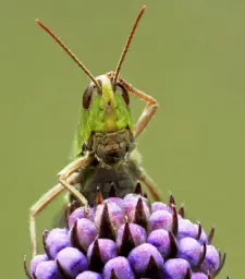 Confused Grasshopper