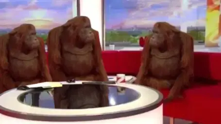 orangutan interview