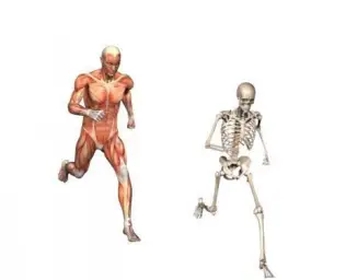 running skeleton