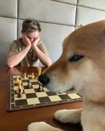 shiba inu chess