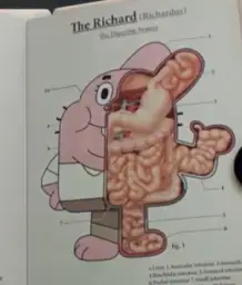 Richard Watterson anatomy