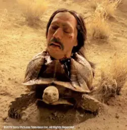 breaking bad turtle