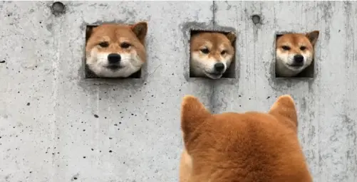 The doge council