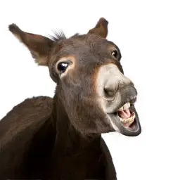 Donkey