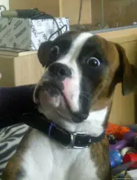 Dog Shocked