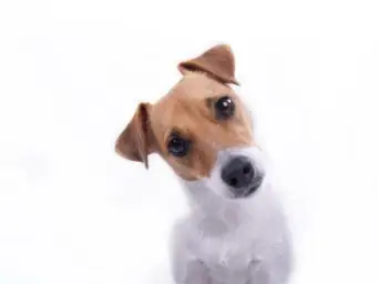 Confused Dog